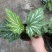 乌头杂秋海棠盆栽鳟鱼室内竹节老桩四季开花阳台好养热植招财