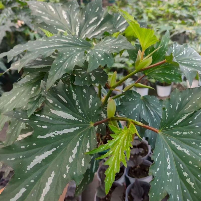 乌头杂秋海棠盆栽鳟鱼室内竹节老桩四季开花阳台好养热植招财