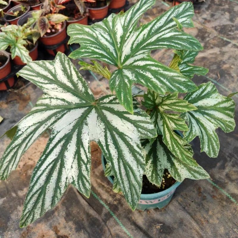 乌头杂秋海棠盆栽鳟鱼室内竹节老桩四季开花阳台好养热植招财