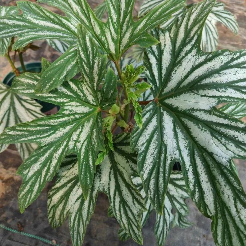 乌头杂秋海棠盆栽鳟鱼室内竹节老桩四季开花阳台好养热植招财