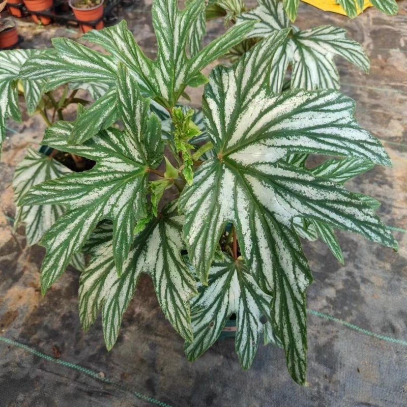 乌头杂秋海棠盆栽鳟鱼室内竹节老桩四季开花阳台好养热植招财