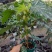 乌头杂秋海棠盆栽鳟鱼室内竹节老桩四季开花阳台好养热植招财