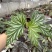 乌头杂秋海棠盆栽鳟鱼室内竹节老桩四季开花阳台好养热植招财
