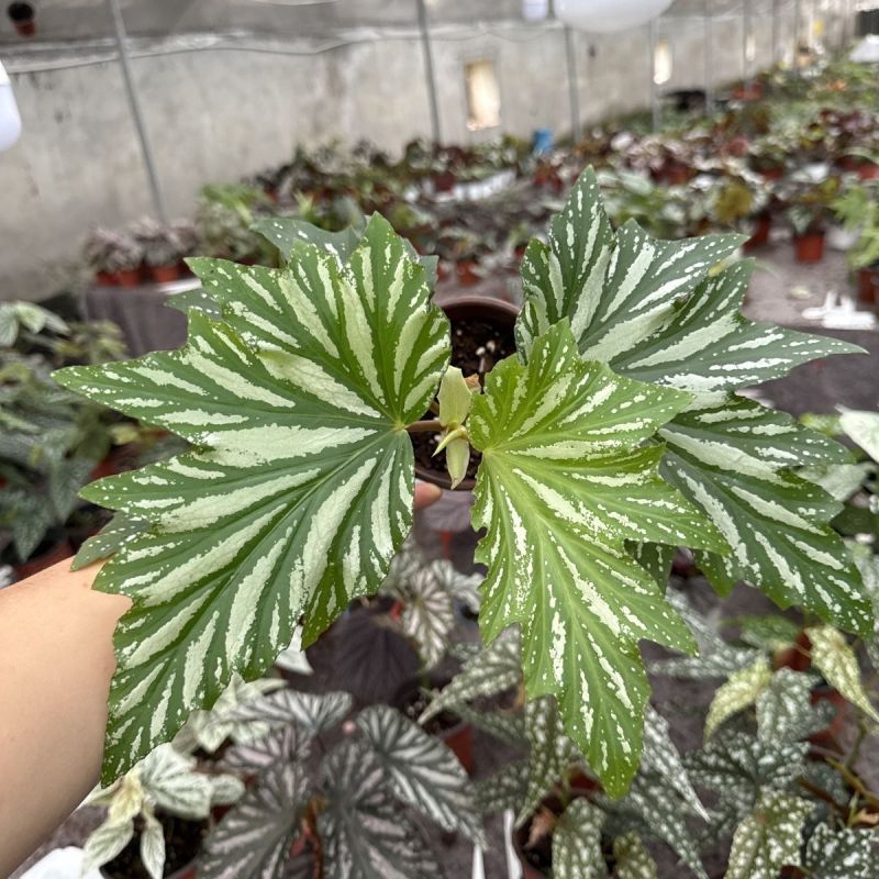 乌头杂秋海棠盆栽鳟鱼室内竹节老桩四季开花阳台好养热植招财