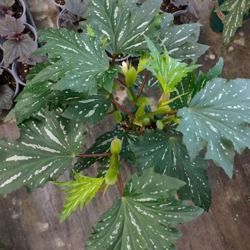 乌头杂秋海棠盆栽鳟鱼室内竹节老桩四季开花阳台好养热植招财