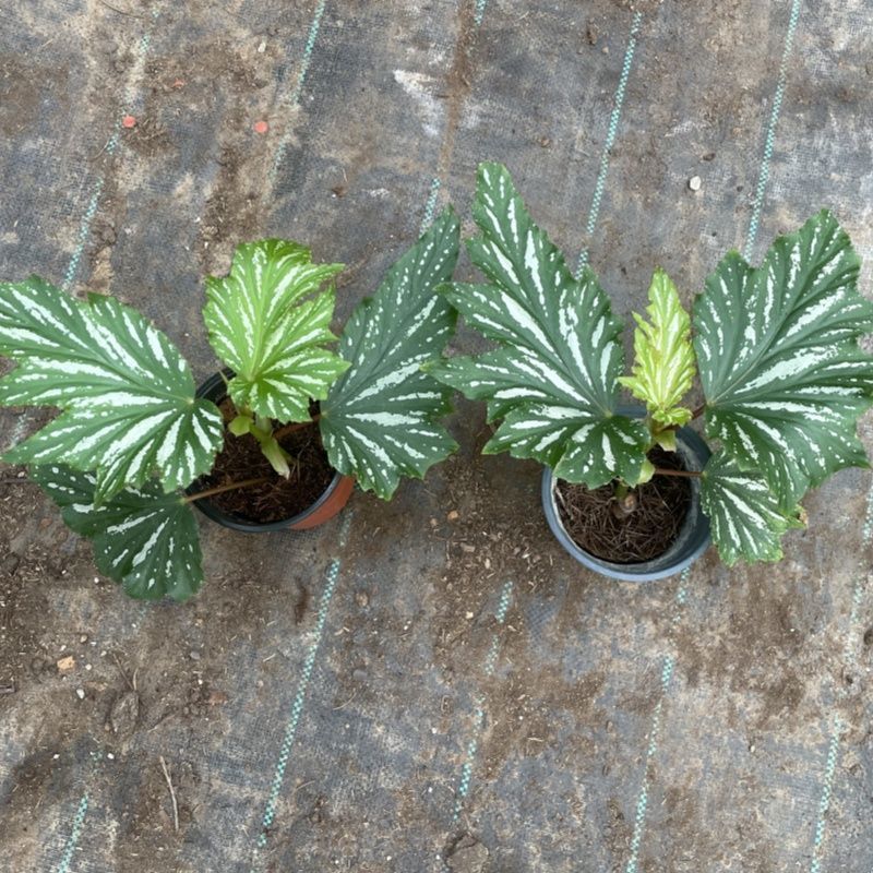 乌头杂秋海棠盆栽鳟鱼室内竹节老桩四季开花阳台好养热植招财