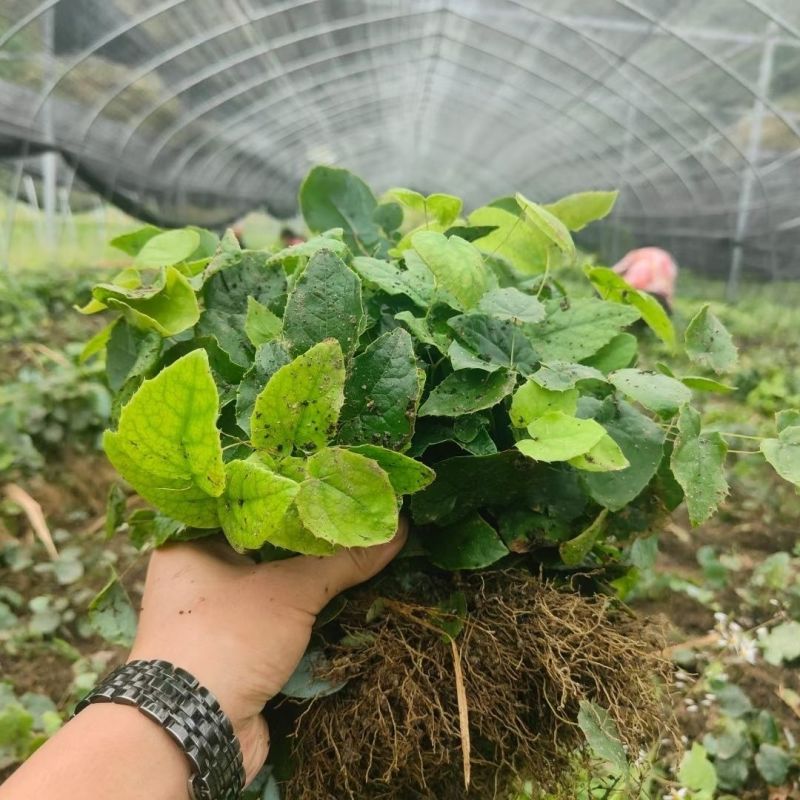 中药材淫羊藿苗盆栽带土带杯整株淫羊藿种苗四季常绿仙灵脾皇