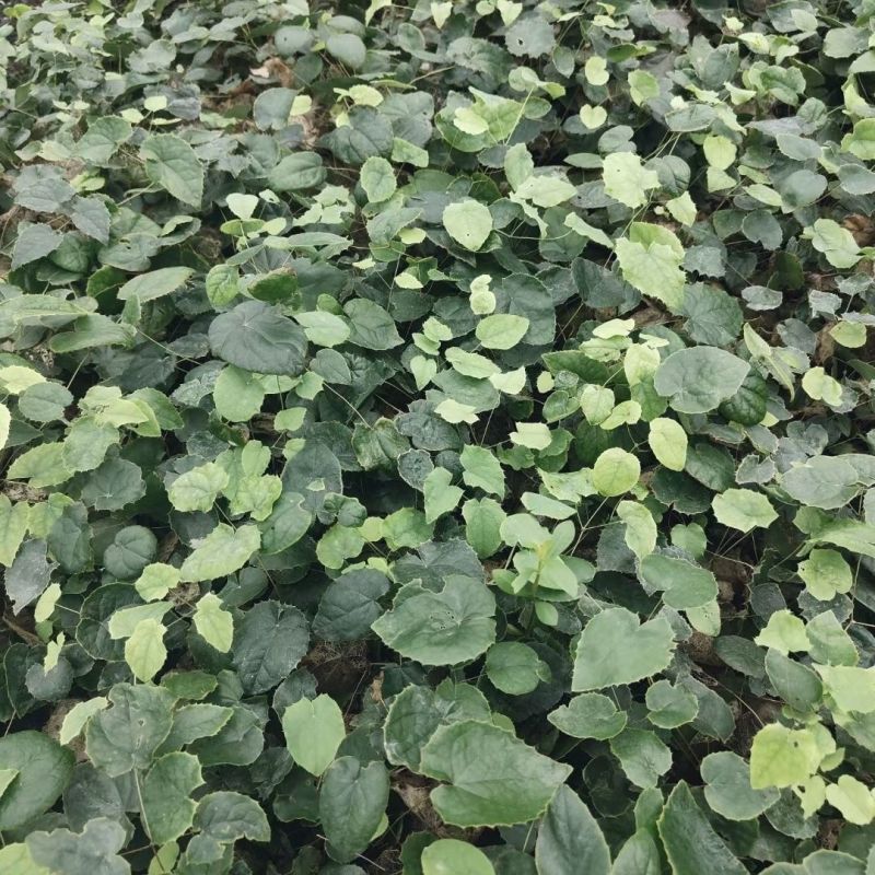 中药材淫羊藿苗盆栽带土带杯整株淫羊藿种苗四季常绿仙灵脾皇