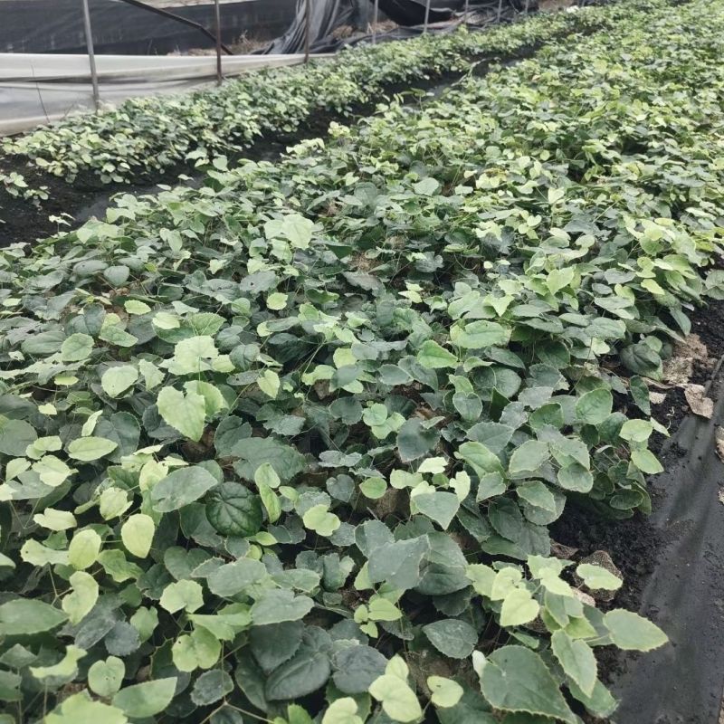 中药材淫羊藿苗盆栽带土带杯整株淫羊藿种苗四季常绿仙灵脾皇