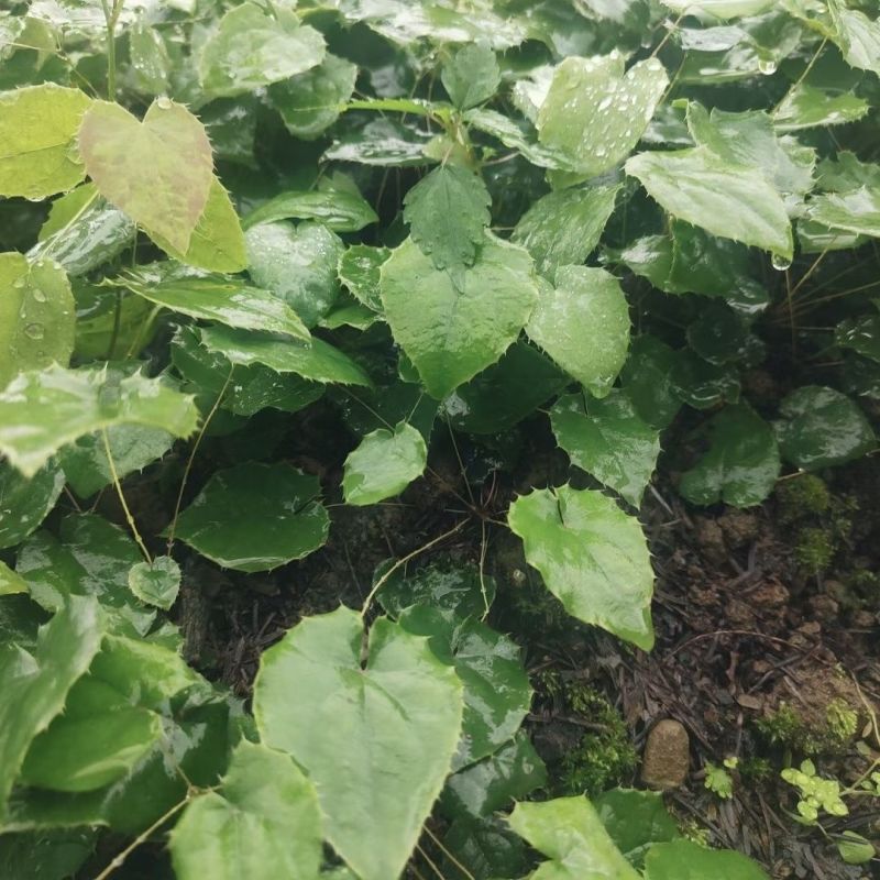 中药材淫羊藿苗盆栽带土带杯整株淫羊藿种苗四季常绿仙灵脾皇