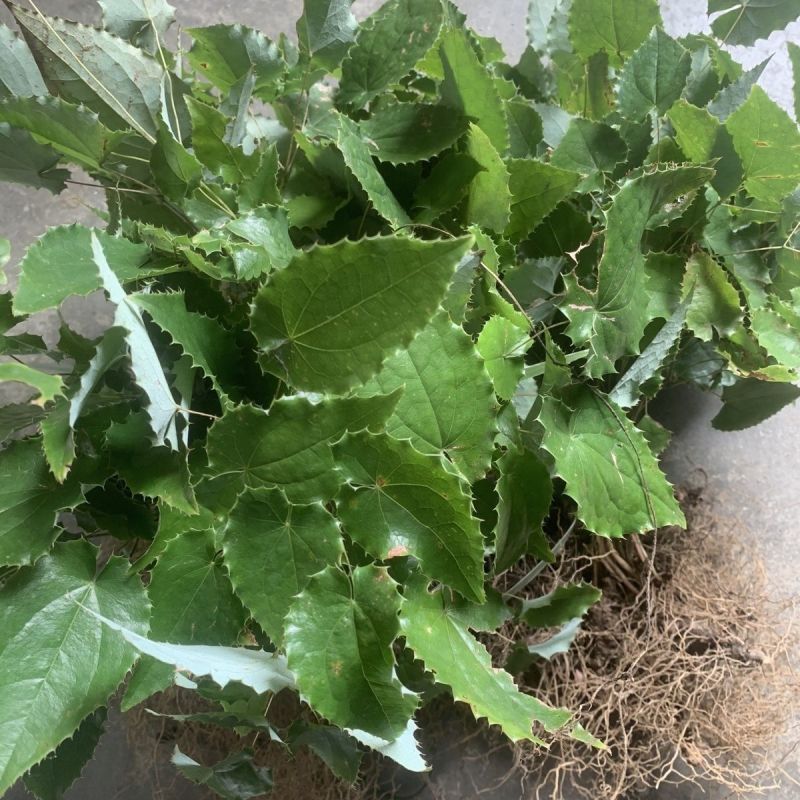 中药材淫羊藿苗盆栽带土带杯整株淫羊藿种苗四季常绿仙灵脾皇