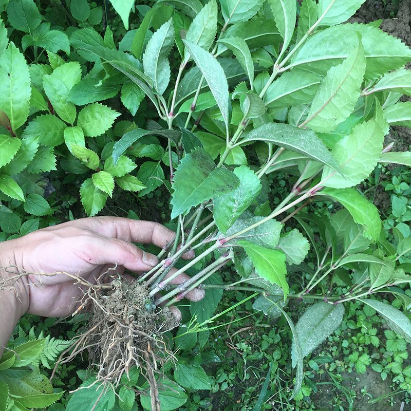 草珊瑚种苗现采肿节风耐寒风开花四季常青新鲜野生园林庭院