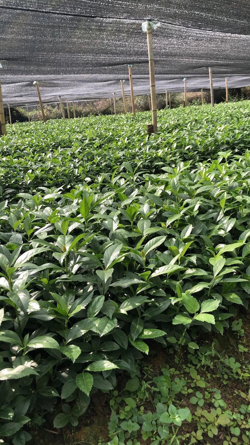 草珊瑚种苗现采肿节风耐寒风开花四季常青新鲜野生园林庭院