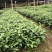 草珊瑚种苗现采肿节风耐寒风开花四季常青新鲜野生园林庭院