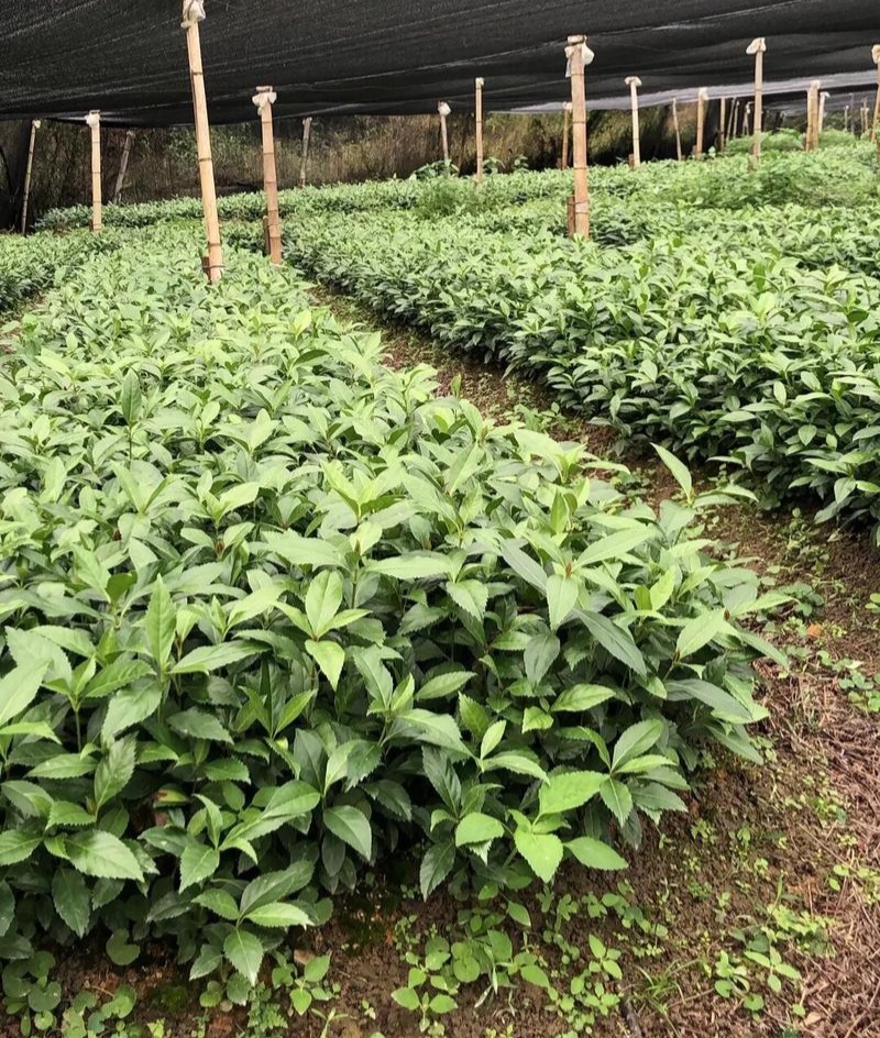 草珊瑚种苗现采肿节风耐寒风开花四季常青新鲜野生园林庭院