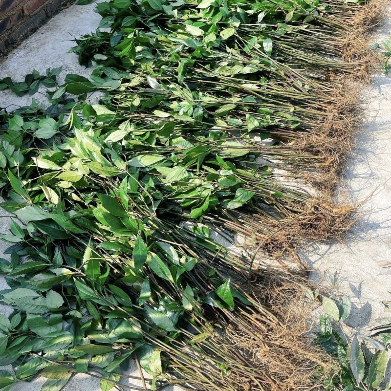 草珊瑚种苗现采肿节风耐寒风开花四季常青新鲜野生园林庭院