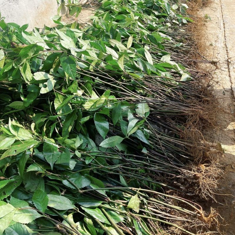 草珊瑚种苗现采肿节风耐寒风开花四季常青新鲜野生园林庭院