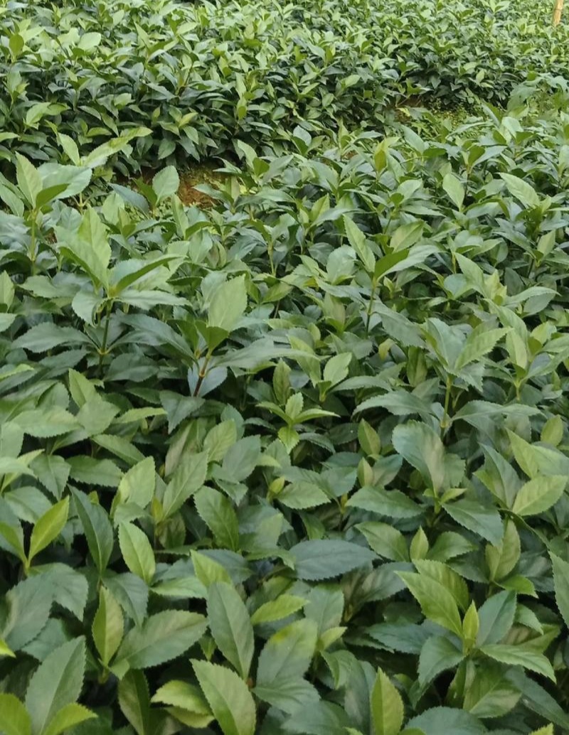 草珊瑚种苗现采肿节风耐寒风开花四季常青新鲜野生园林庭院