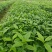 草珊瑚种苗现采肿节风耐寒风开花四季常青新鲜野生园林庭院
