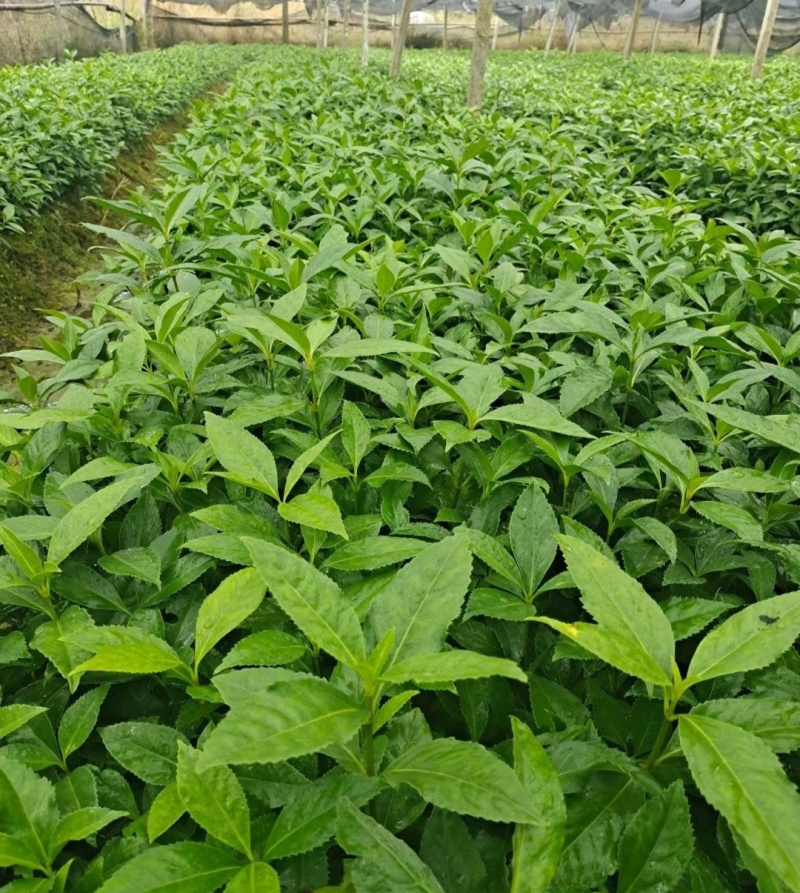 草珊瑚种苗现采肿节风耐寒风开花四季常青新鲜野生园林庭院