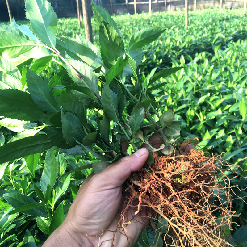 草珊瑚种苗现采肿节风耐寒风开花四季常青新鲜野生园林庭院