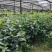 草珊瑚种苗现采肿节风耐寒风开花四季常青新鲜野生园林庭院