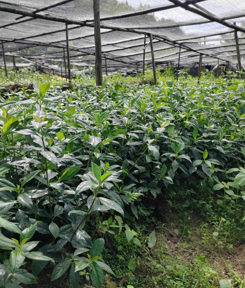 草珊瑚种苗现采肿节风耐寒风开花四季常青新鲜野生园林庭院