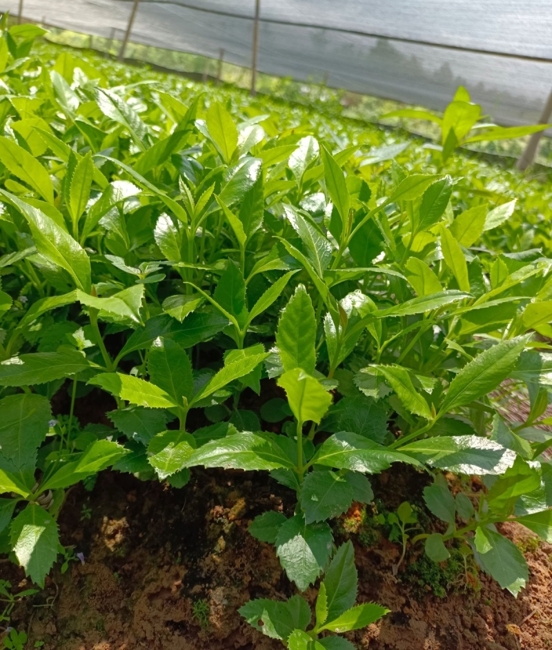 草珊瑚种苗现采肿节风耐寒风开花四季常青新鲜野生园林庭院