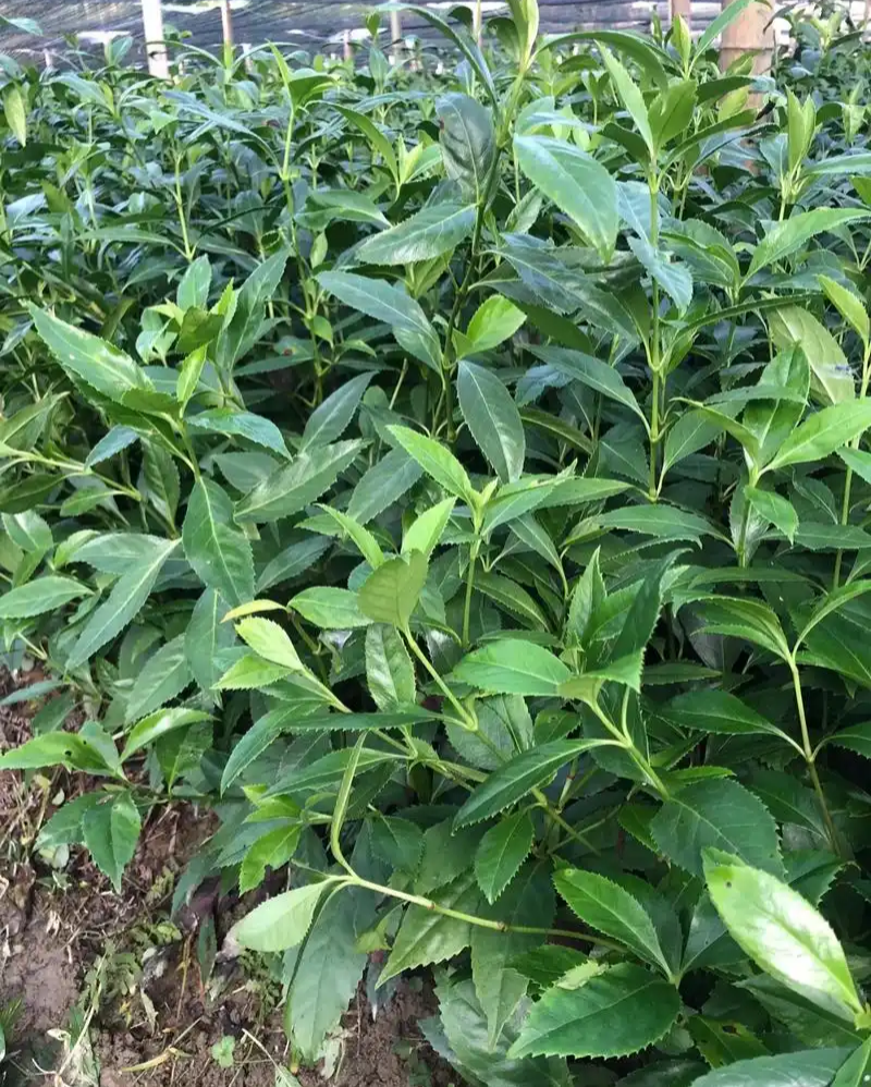 草珊瑚种苗现采肿节风耐寒风开花四季常青新鲜野生园林庭院