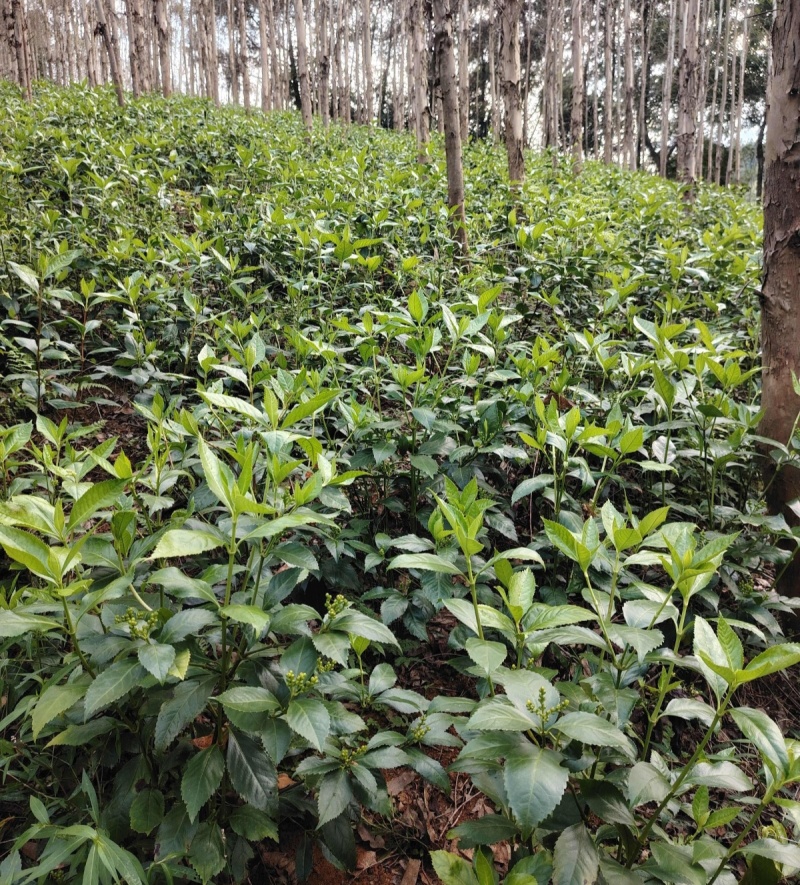 草珊瑚种苗现采肿节风耐寒风开花四季常青新鲜野生园林庭院