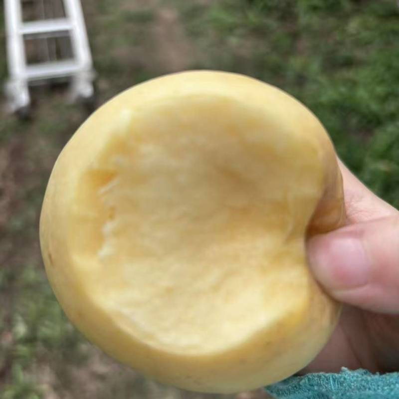 黄金维纳斯苹果，香妃苹果，