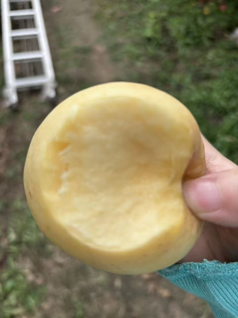 黄金维纳斯苹果，香妃苹果，