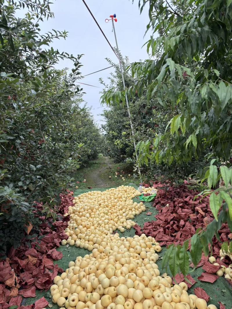 黄金维纳斯苹果，香妃苹果，