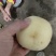 冬桃