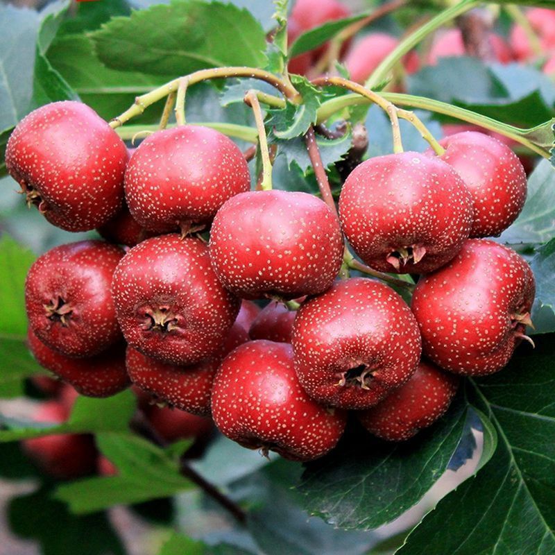 山楂，山西山楂，绛县山楂，临猗县山楂，山西临猗县山楂