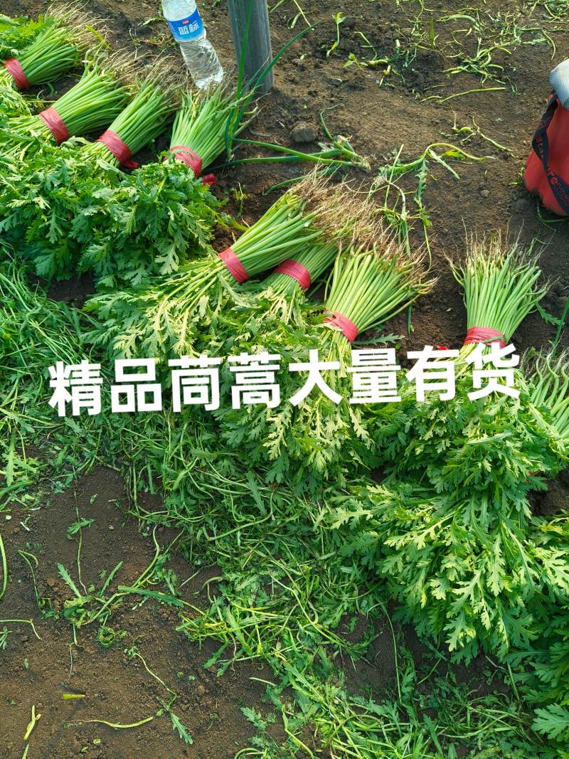 东北产地茼蒿大量上市质量好价格实惠欢迎采购了