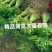 东北产地茼蒿大量上市质量好价格实惠欢迎采购了