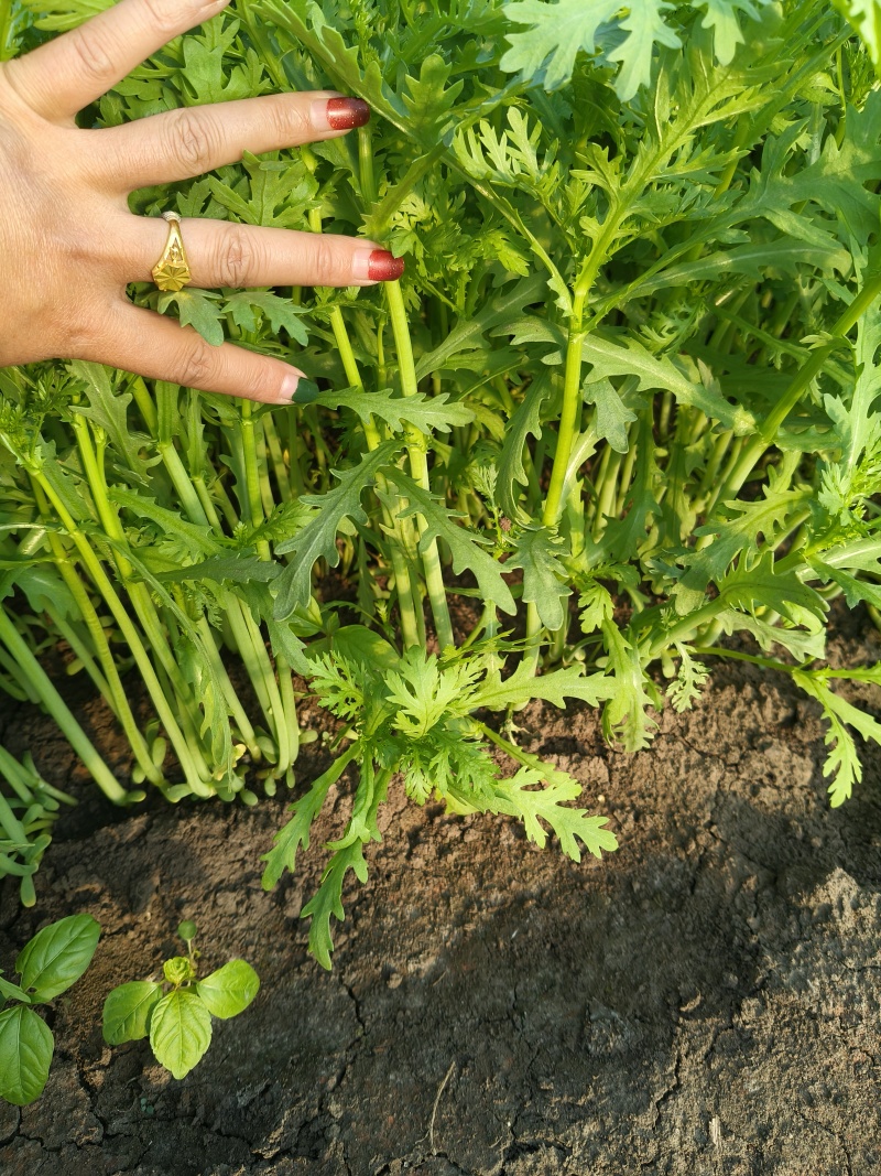 东北产地茼蒿大量上市质量好价格实惠欢迎采购了