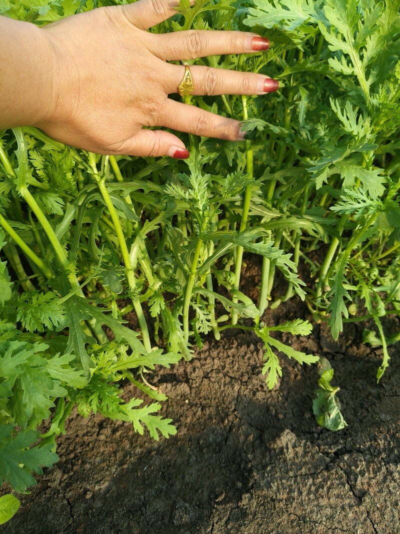 东北产地茼蒿大量上市质量好价格实惠欢迎采购了