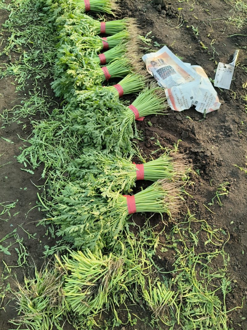东北产地茼蒿大量上市质量好价格实惠欢迎采购了