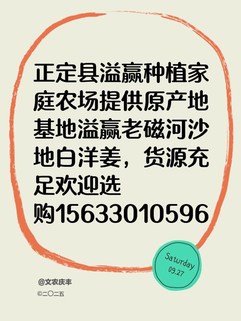 正定溢盈沙地白洋姜