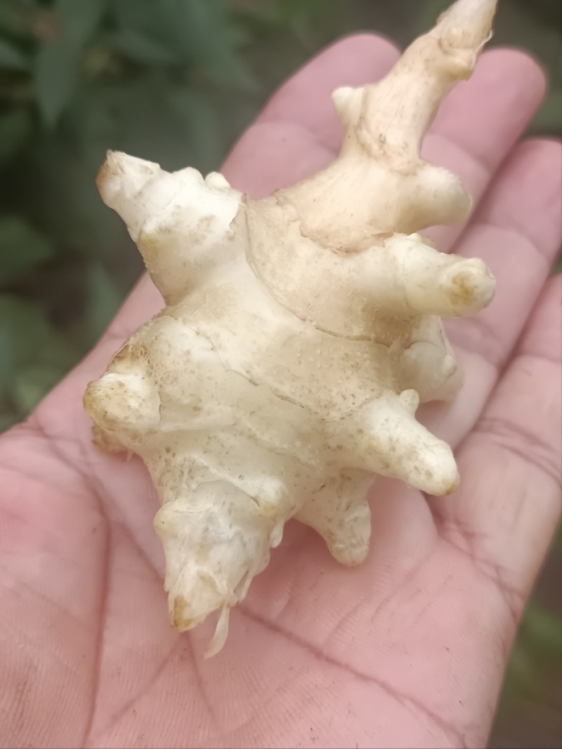 正定溢盈沙地白洋姜