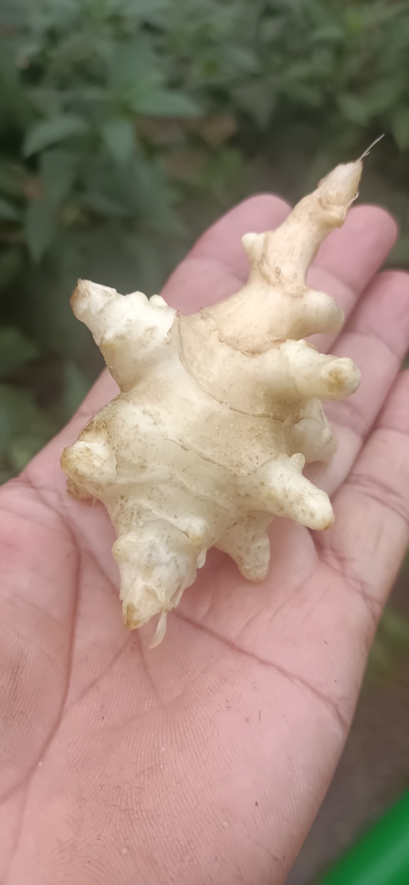 正定溢盈沙地白洋姜