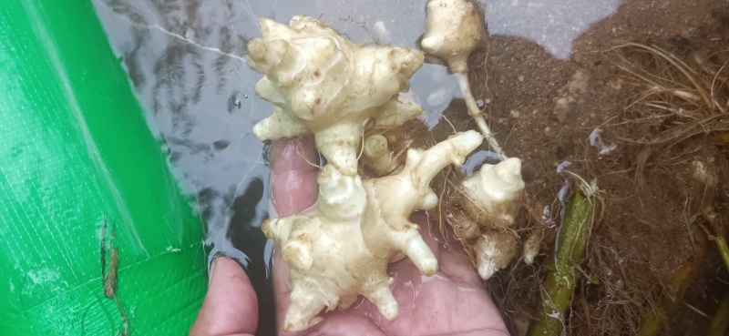 正定溢盈沙地白洋姜