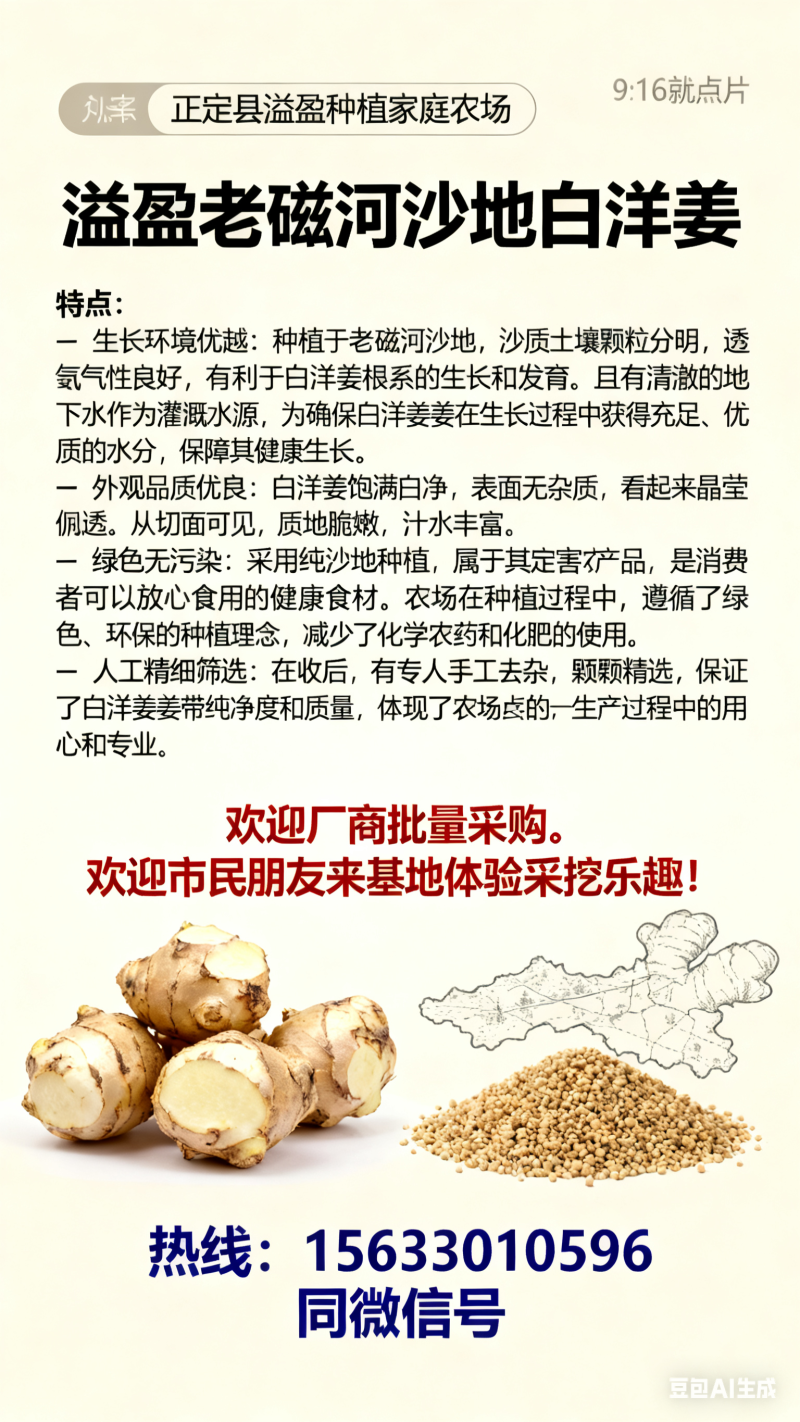 正定溢盈沙地白洋姜