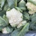 菜花产地菜花大量上市现采现发欢迎新老客户前来洽谈