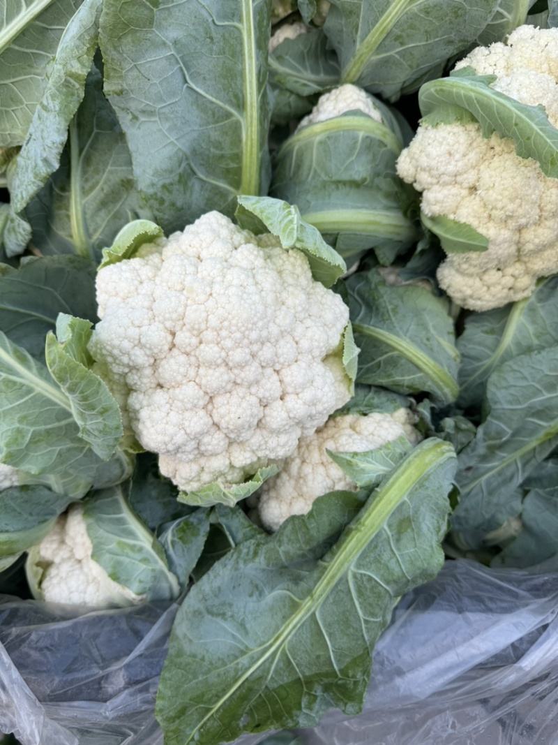 菜花产地菜花大量上市现采现发欢迎新老客户前来洽谈