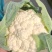 菜花产地菜花大量上市现采现发欢迎新老客户前来洽谈