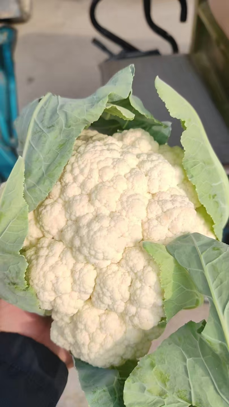菜花产地菜花大量上市现采现发欢迎新老客户前来洽谈