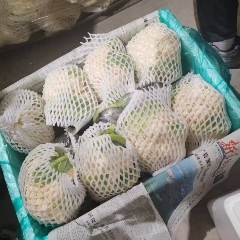 菜花产地菜花大量上市现采现发欢迎新老客户前来洽谈